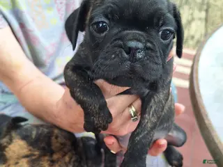 Mixed Breed dogs Biscuit - Ad 23