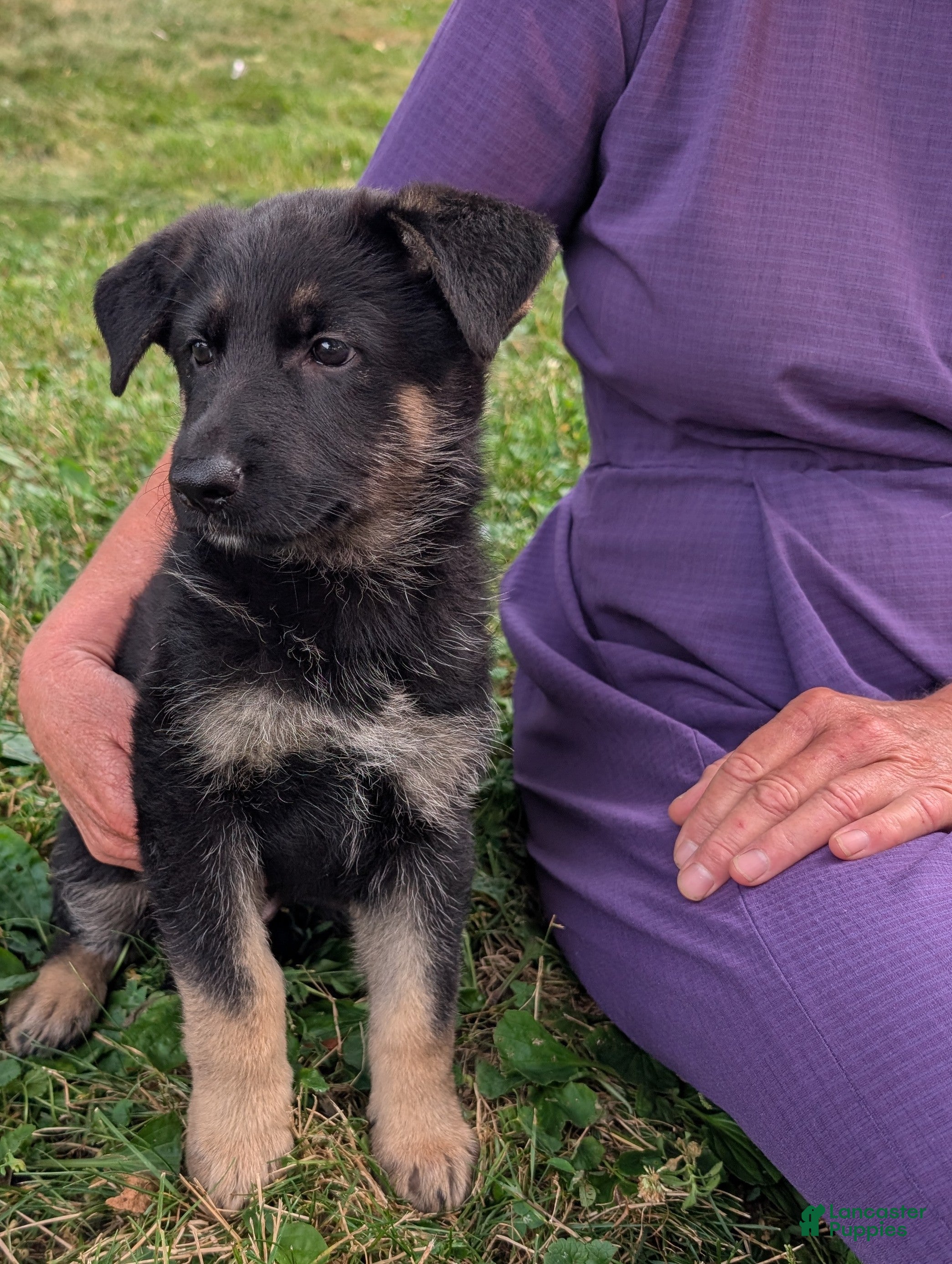 German Shepherd dogs Mindy  - Ad 2