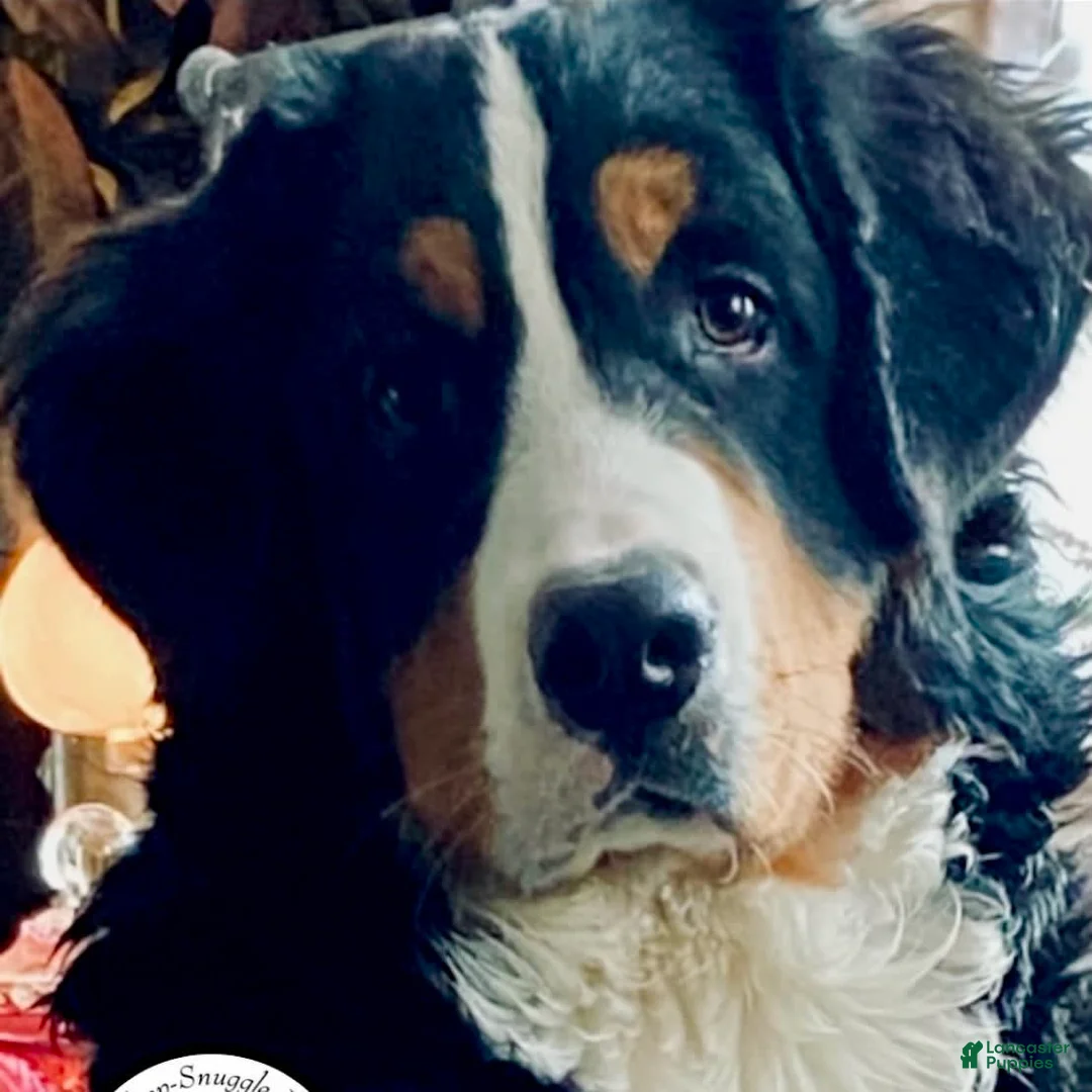 Gallery Image {{count}}