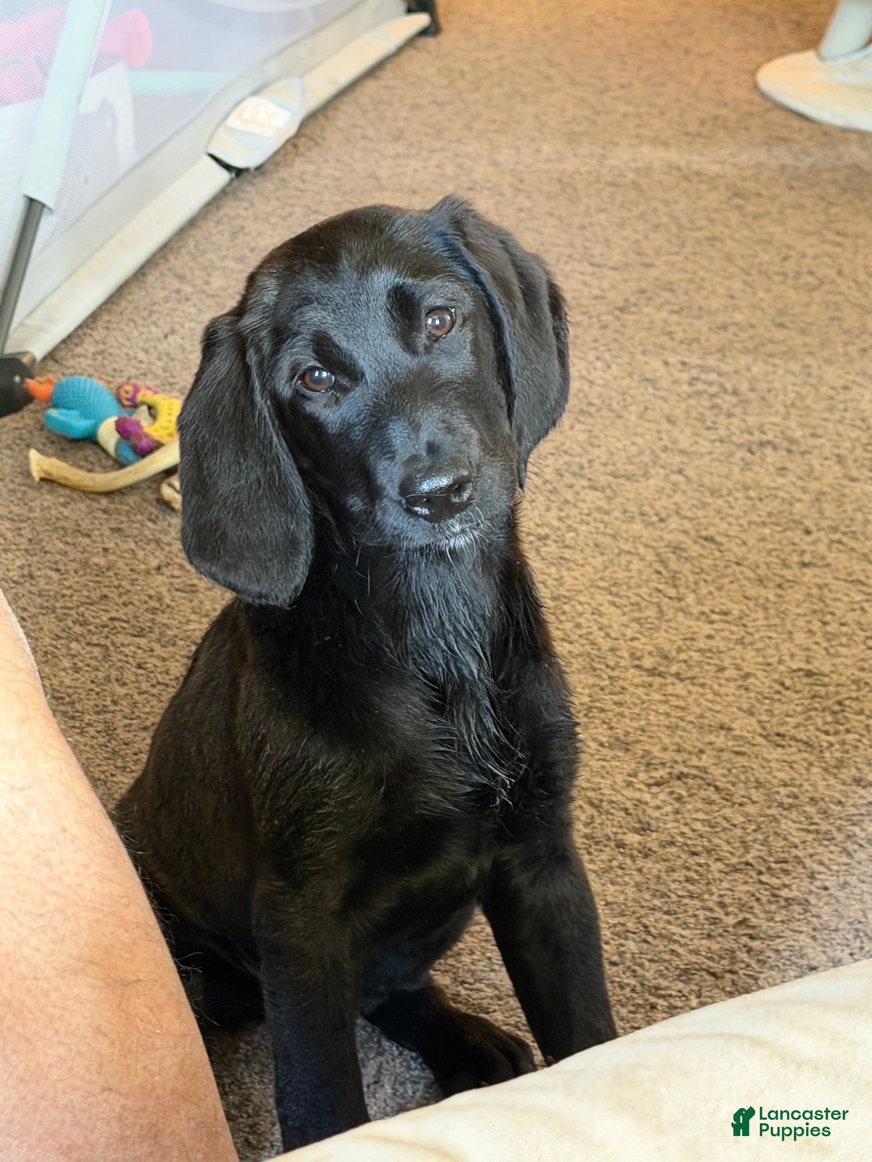 Labradoodle dogs Labradoodle Orange - Ad 25