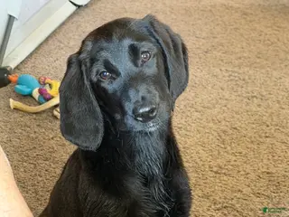 Labradoodle dogs Labradoodle Orange - Ad 25