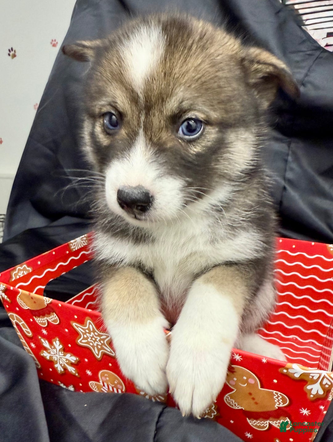 Mixed Breed dogs for sale: Noelle - Ad 2