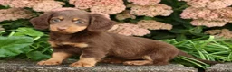 Miniature Dachshund dogs for sale: Daisy - Ad 9