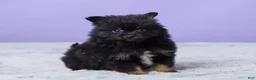 Pomeranian dogs for sale: Teddy - Ad 3