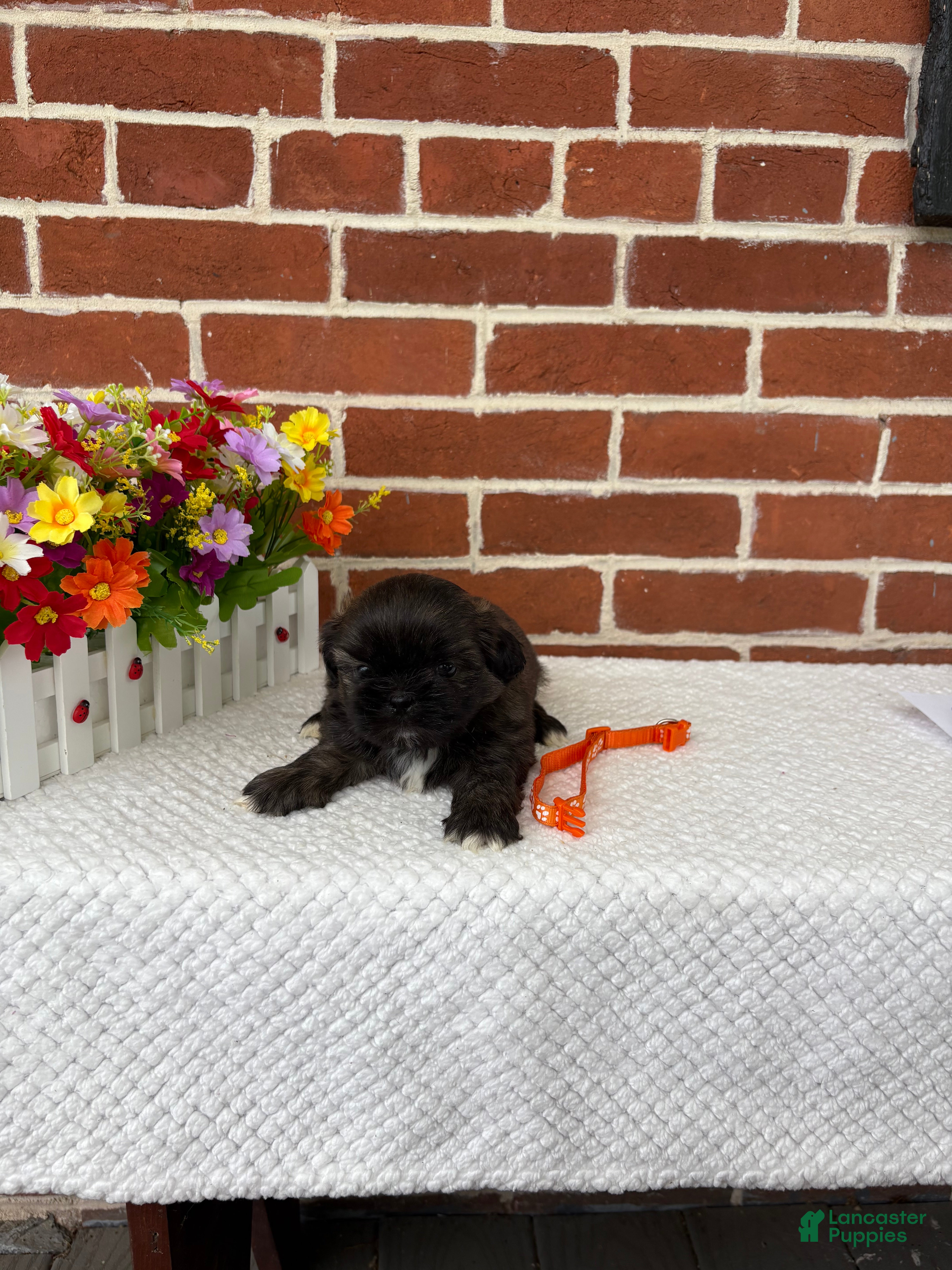 Shih Tzu dogs for sale: Lenny - Ad 3