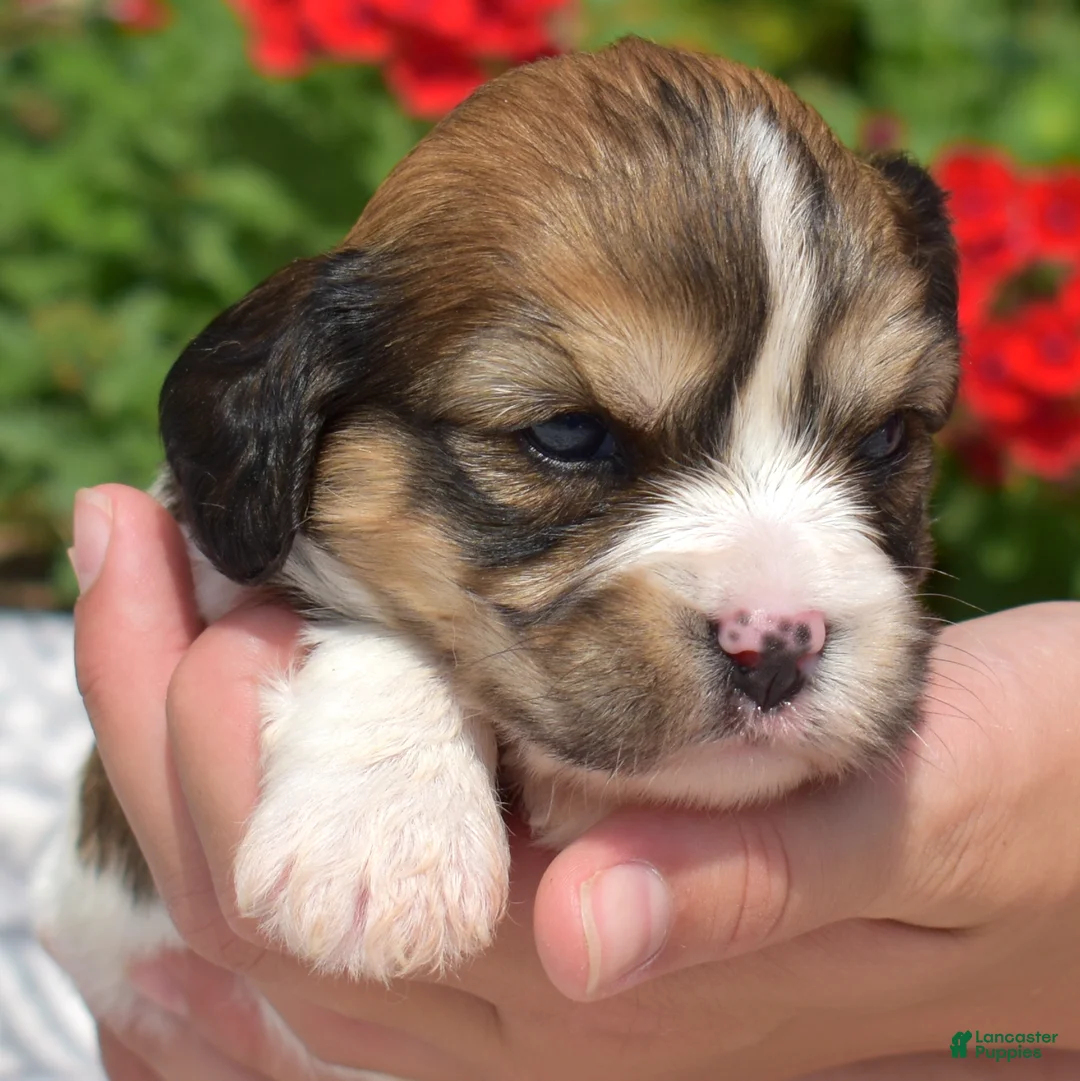 Cavachon dogs for sale: Navy - Ad 6