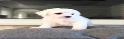 Bichpoo dogs for sale: Bella - Ad 2