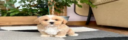 Mixed Breed dogs for sale: Lhatese boy 1 - Ad 5
