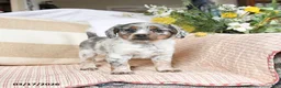 Mixed Breed dogs for sale: Champ  - Ad 4