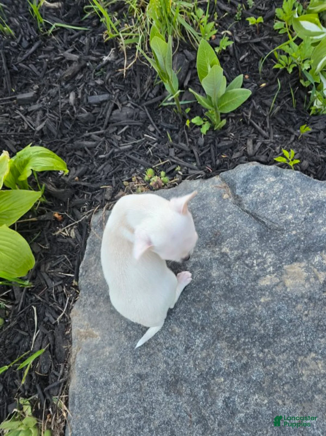 Chihuahua dogs for sale: Chihuahua Girl - Ad 2