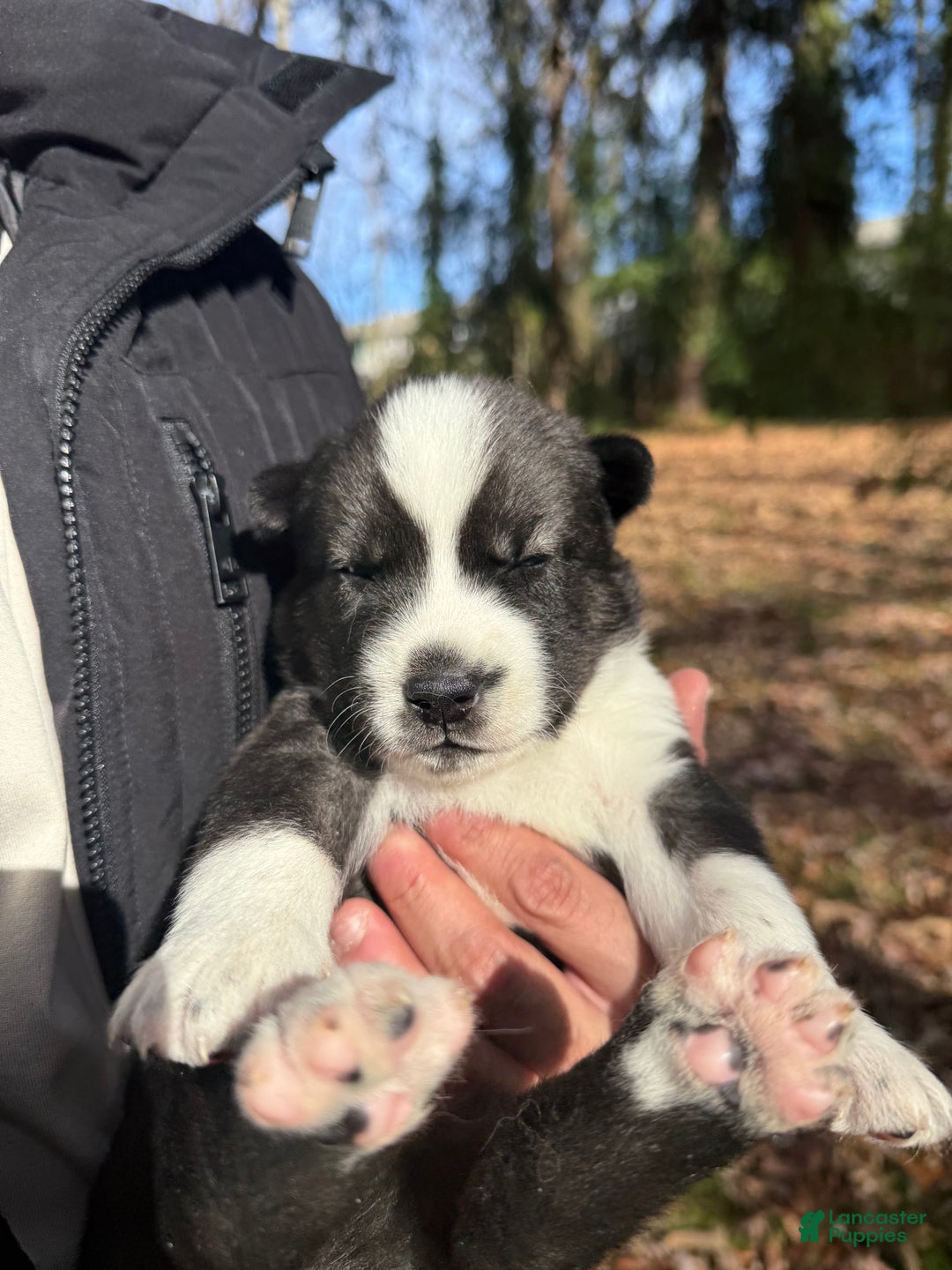 Siberian Husky dogs for sale: Florida Man - Ad 2