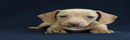 Miniature Dachshund dogs for sale: Opal - Ad 4