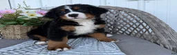 Bernese Mountain Dog dogs for sale: Stella - Ad 4