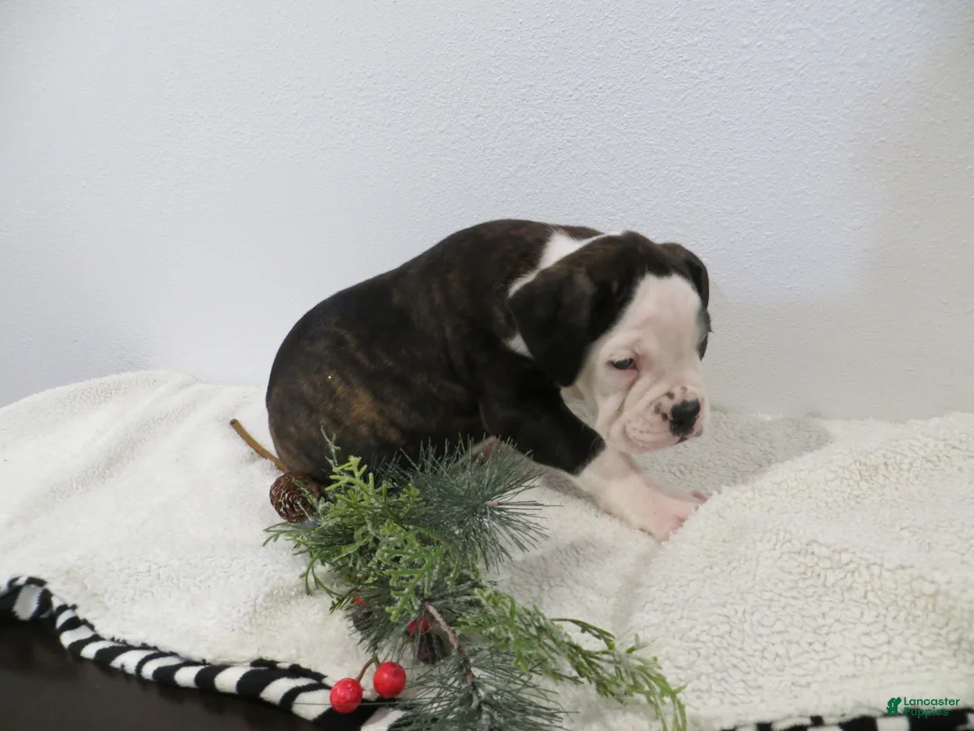 Boxer dogs for sale: 🚢 TITANIC - Ad 4