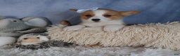 Welsh Corgi Pembroke dogs for sale: Diana - Ad 6