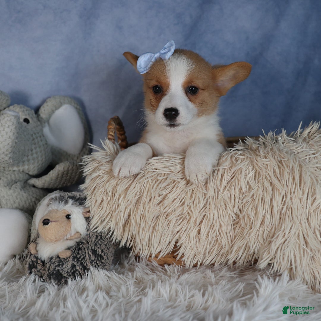 Welsh Corgi Pembroke dogs for sale: Diana - Ad 6