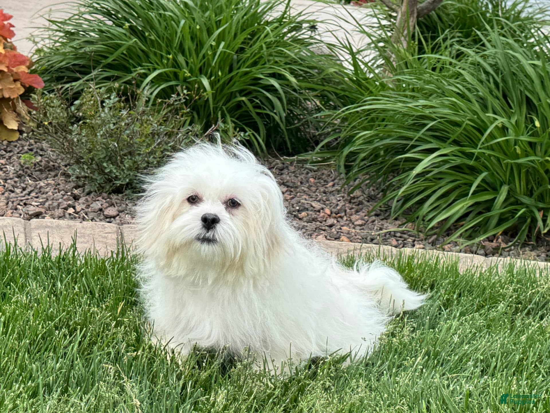 Lhasa Apso dogs Lucy - Ad 12