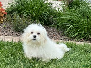 Lhasa Apso dogs Lucy - Ad 14