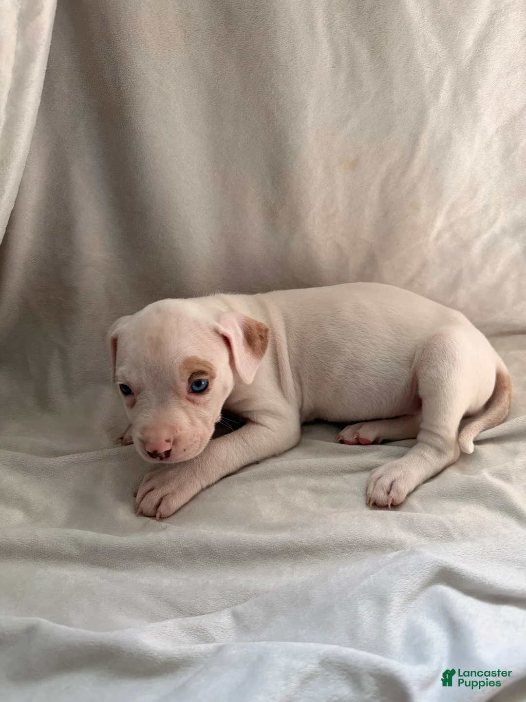 Mixed Breed dogs for sale: Mixed Breed Puppy 3 - Ad 2