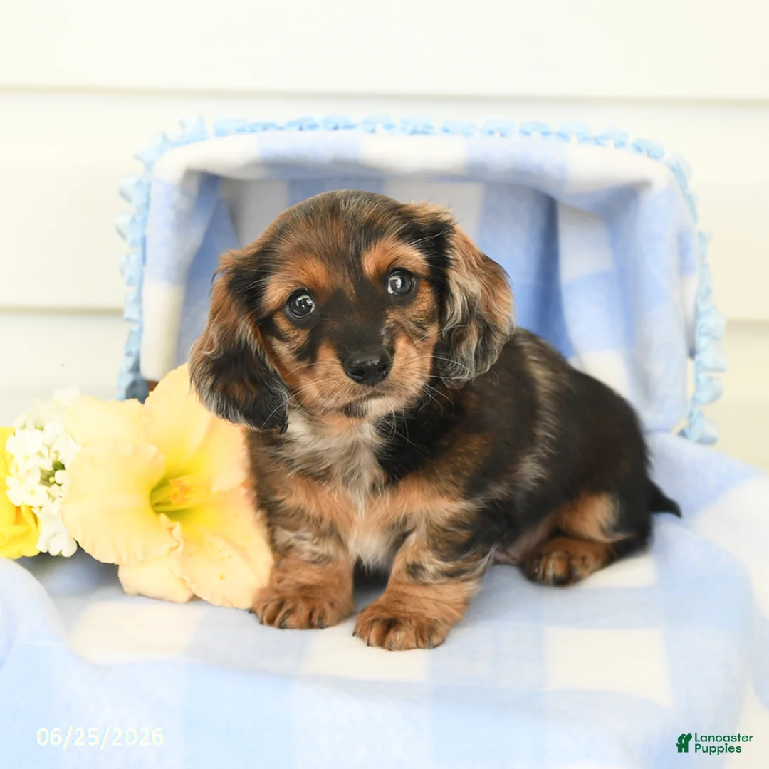 Miniature Dachshund dogs for sale: Bentley - Ad 1