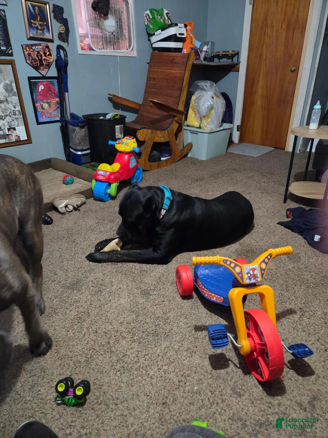 Cane Corso dogs for sale: Cane Corso 2 - Ad 2