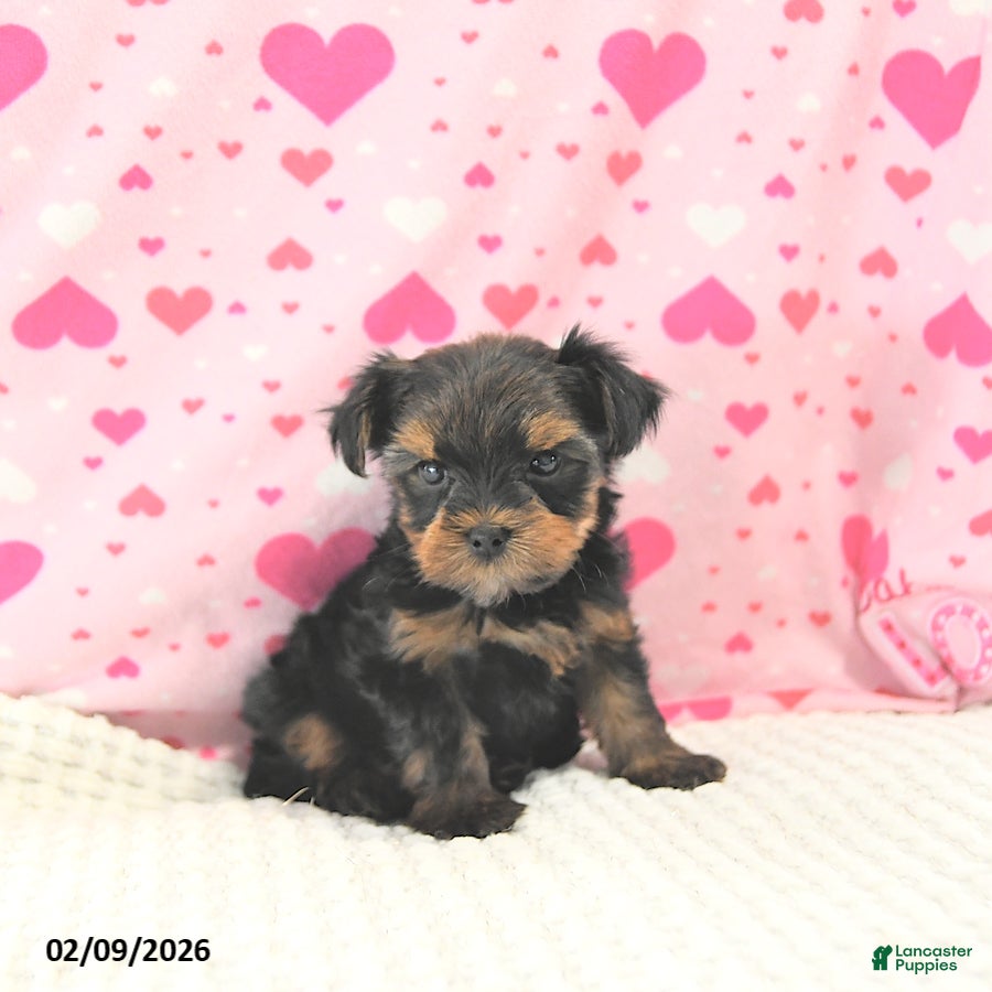 Yorkshire Terrier dogs Bennett EXTRA SMALL - Ad 2