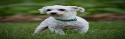 Maltipoo dogs for sale: Nacho Maltipoo Puppy  - Ad 11