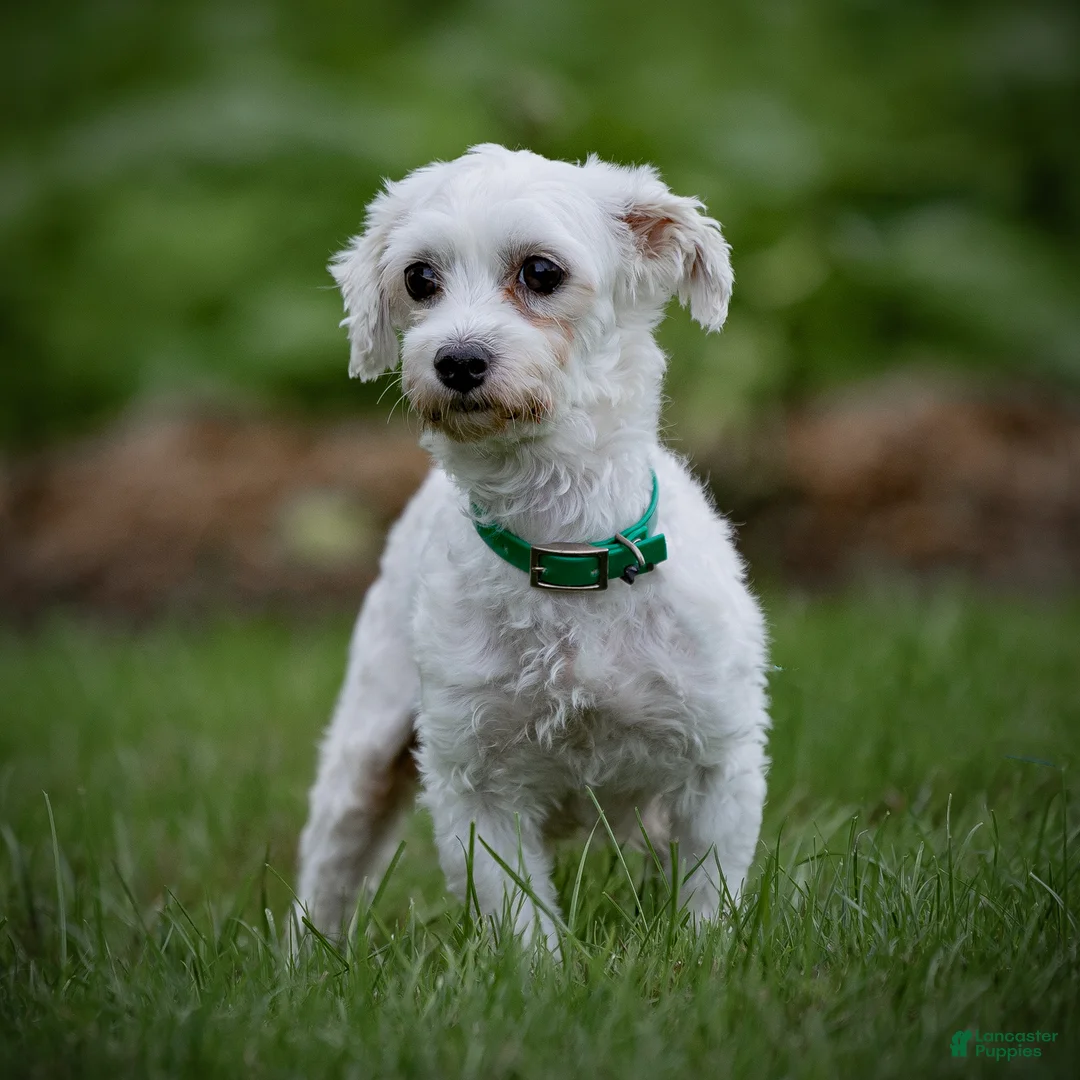 Maltipoo dogs for sale: Nacho Maltipoo Puppy  - Ad 11