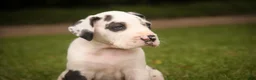 Great Dane dogs for sale: Cherish Great Dane  - Ad 7