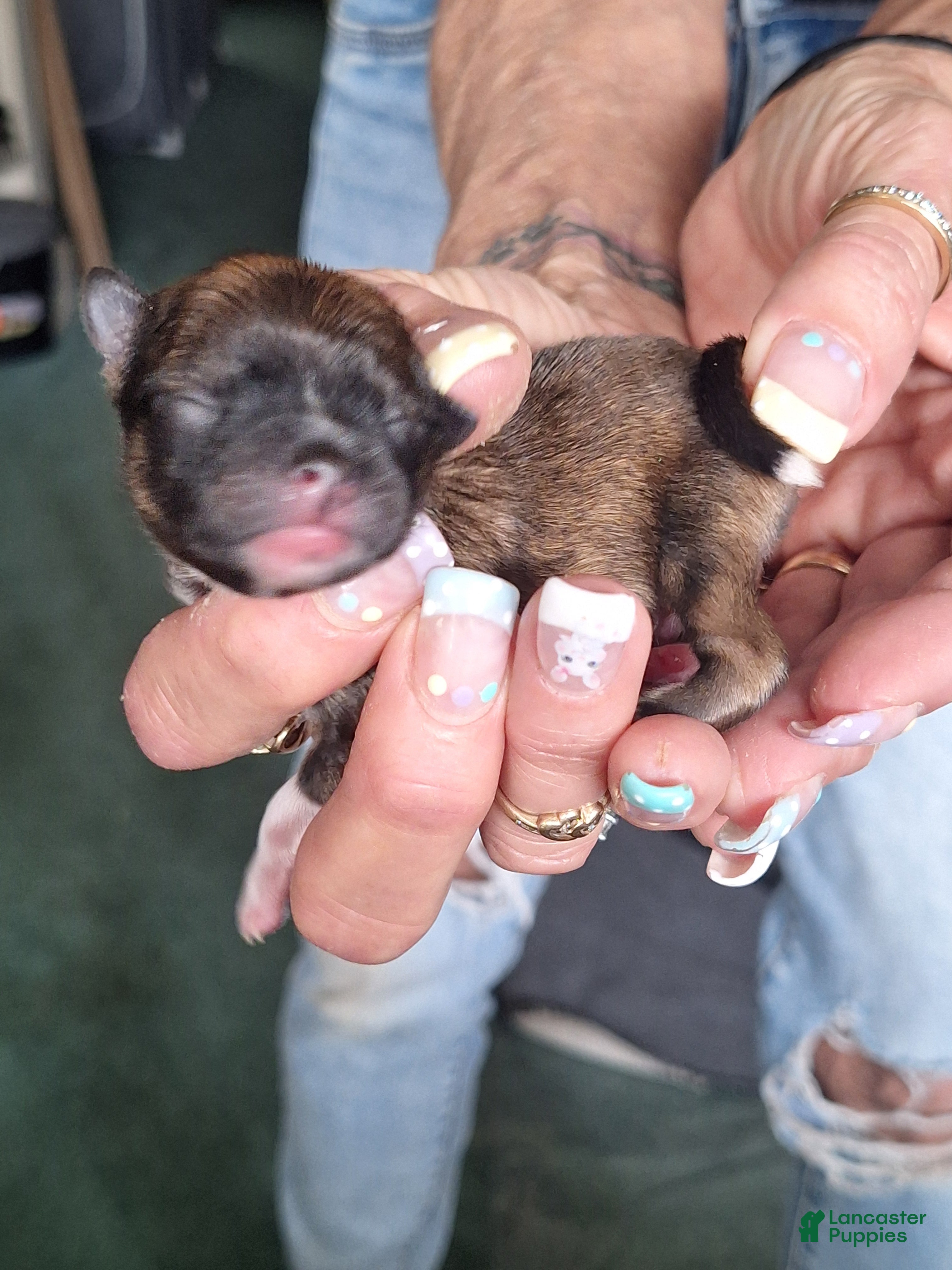 Pomeranian dogs Max - parti - Ad 1