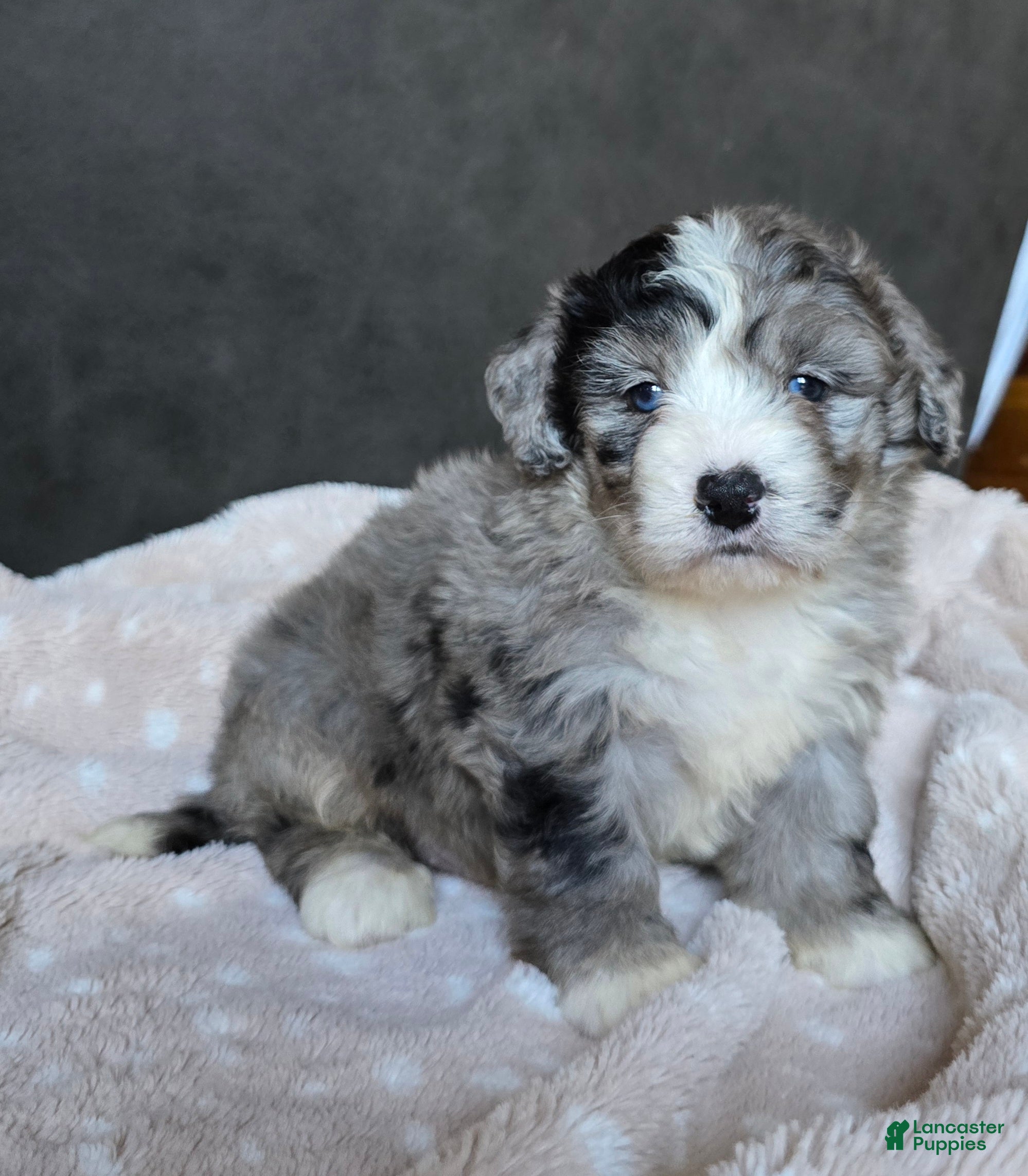 Mini Bernedoodle dogs Mini Walt - Ad 2