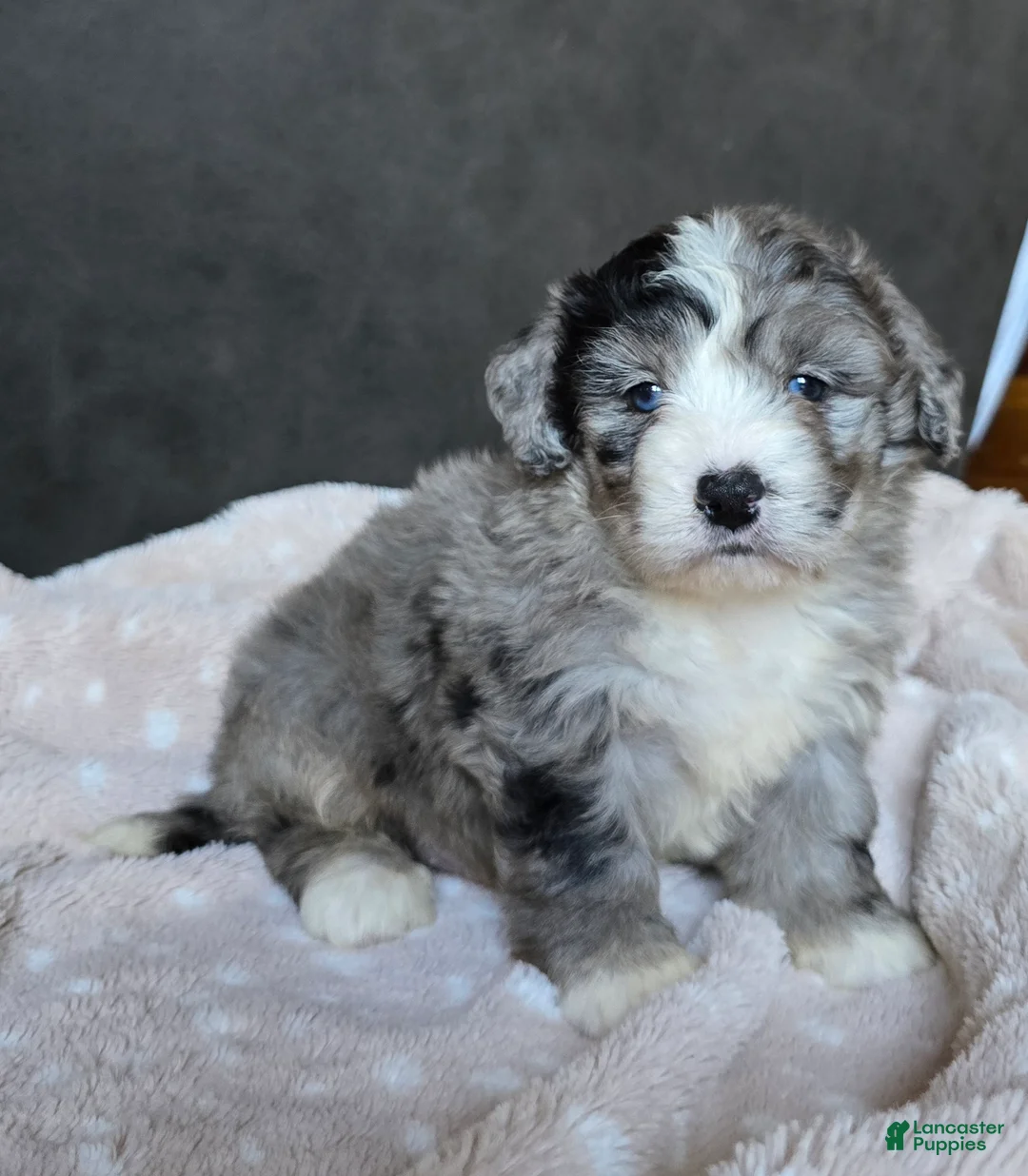 Mini Bernedoodle dogs for sale: Mini Walt - Ad 2