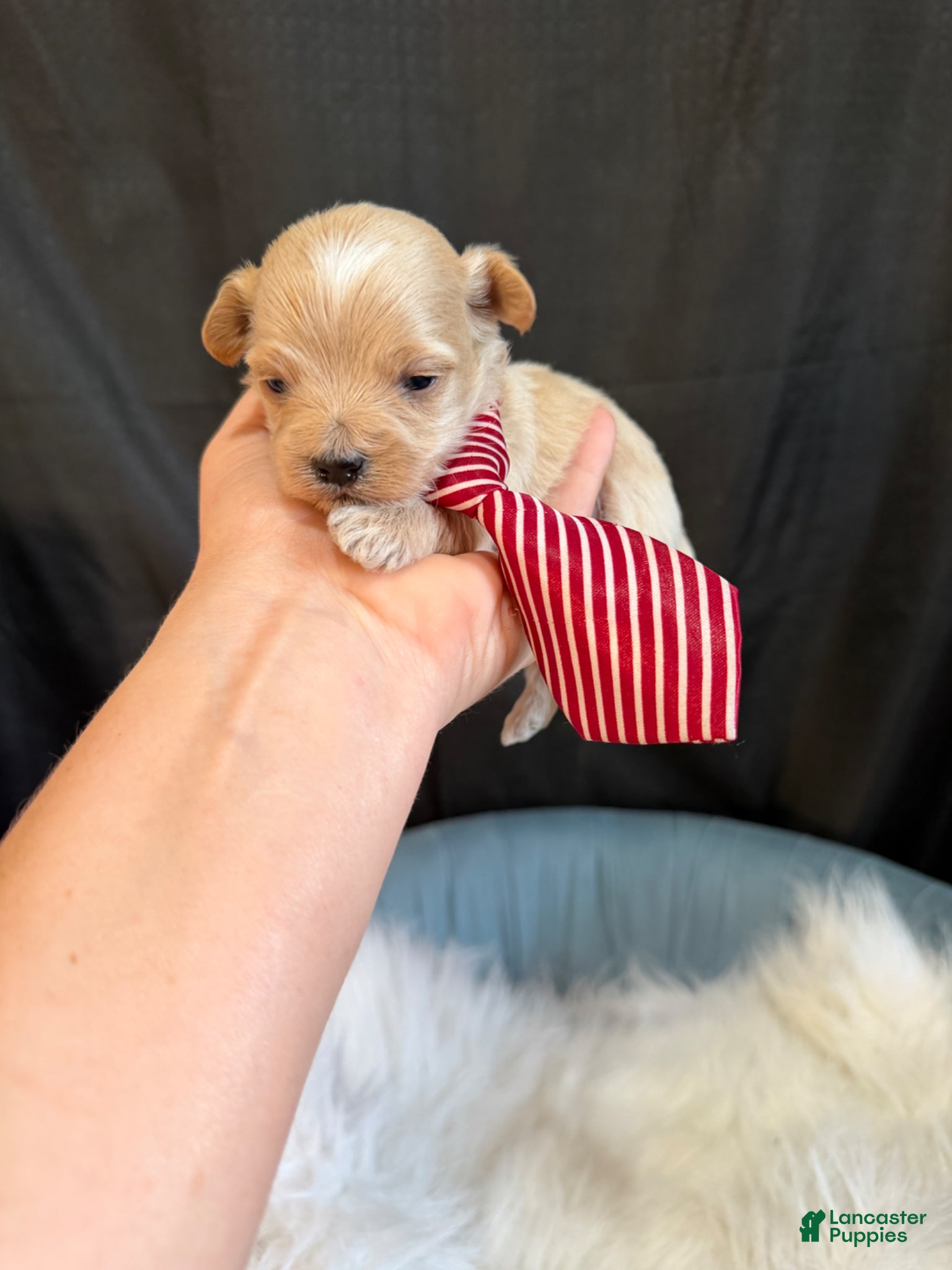 Maltipoo dogs Maltipoo Boy! Red Tie - Ad 19