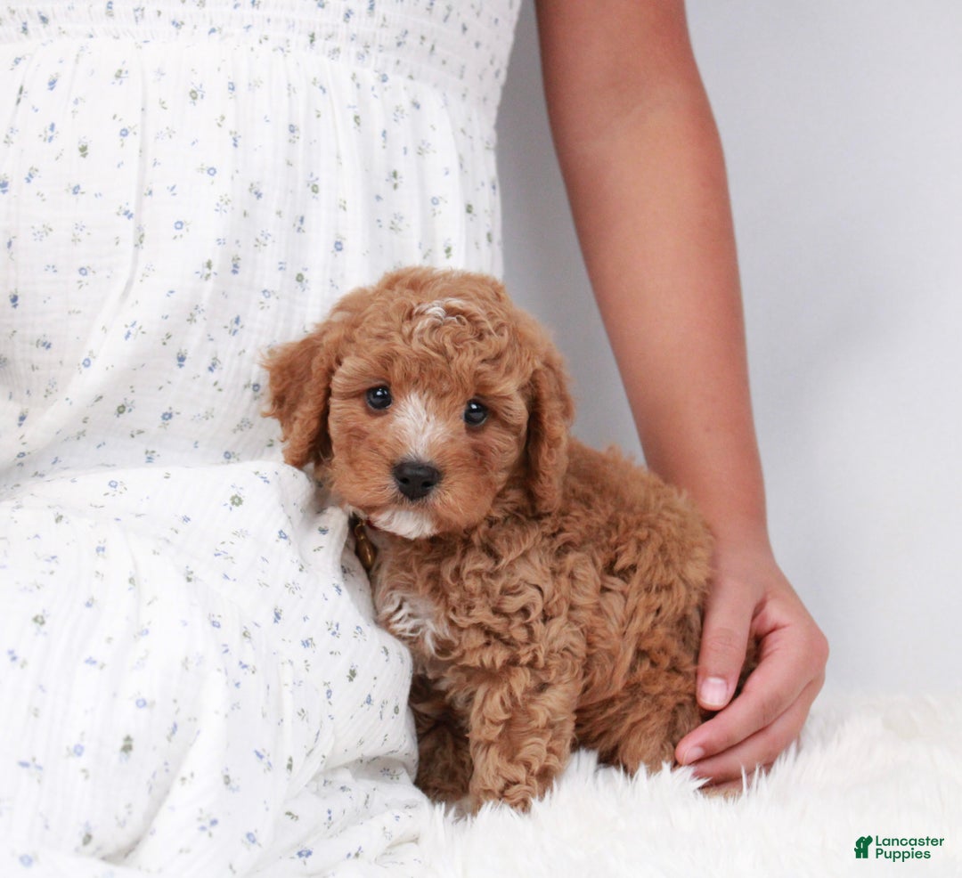 Cavapoo dogs for sale: Whistleton - Ad 1