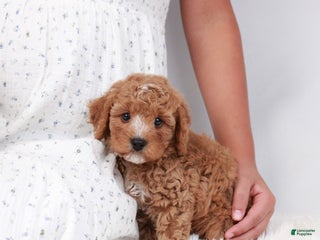 Cavapoo dogs Whistleton - Ad 37