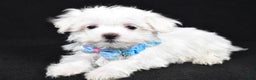 Maltese dogs for sale: Luke - Ad 2