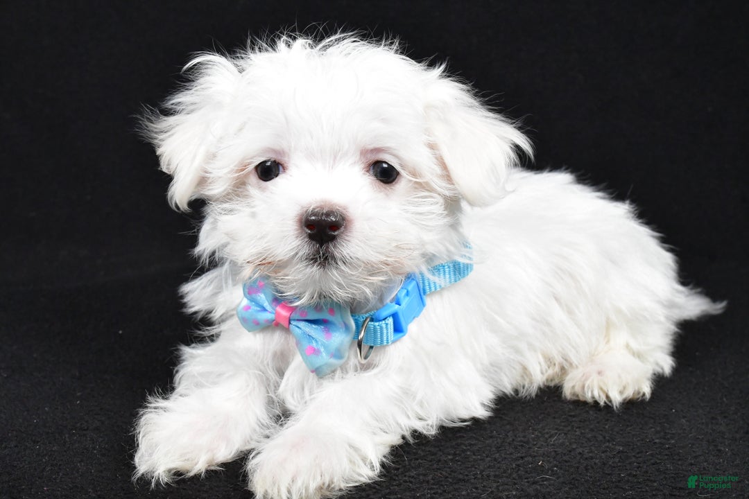 Maltese dogs for sale: Luke - Ad 2