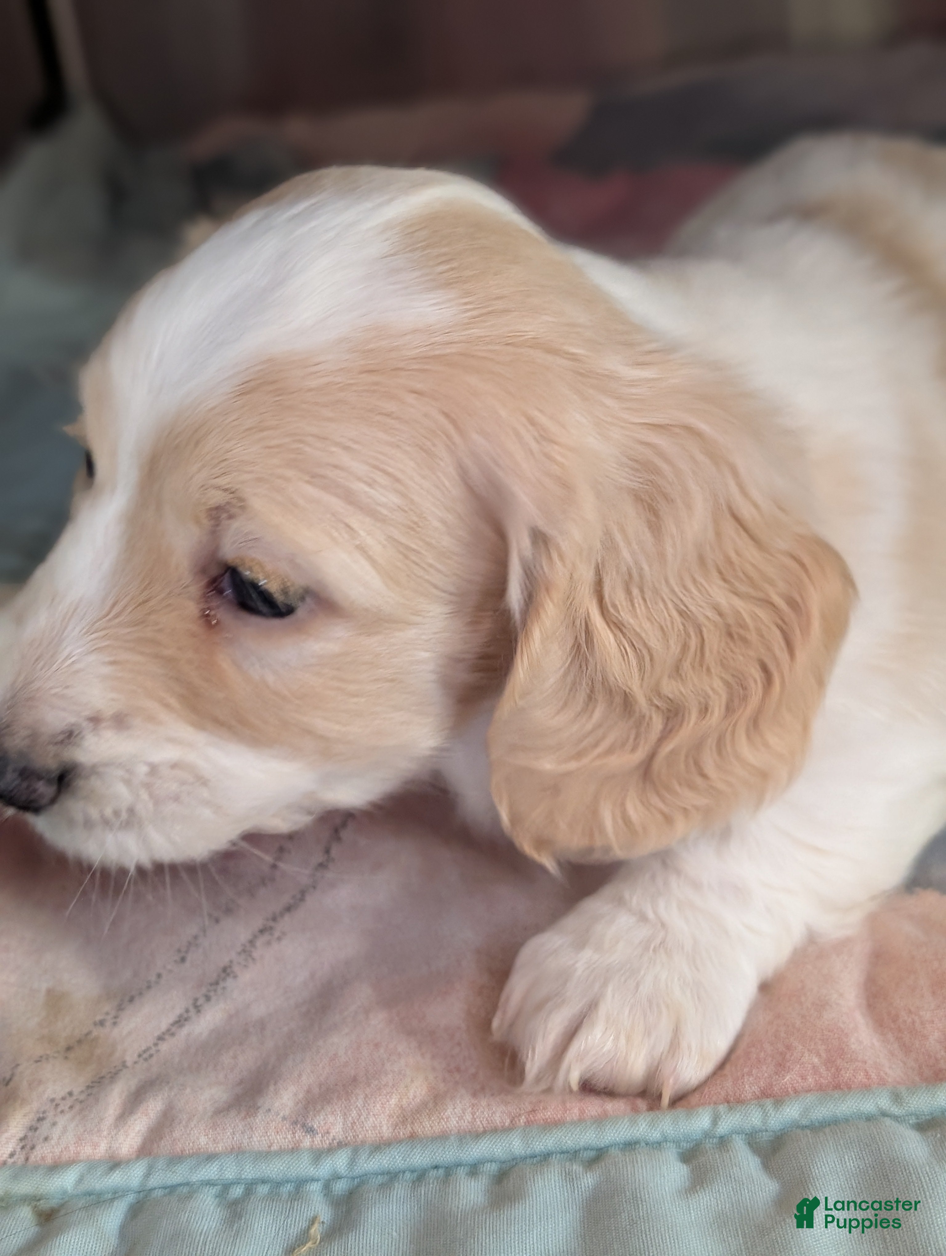 Miniature Dachshund dogs Miniature Dachshund Puppy 1 - Ad 9