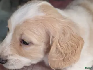 Miniature Dachshund dogs Miniature Dachshund Puppy 1 - Ad 9