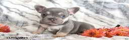 French Bulldog dogs for sale: Love Bug - Ad 7