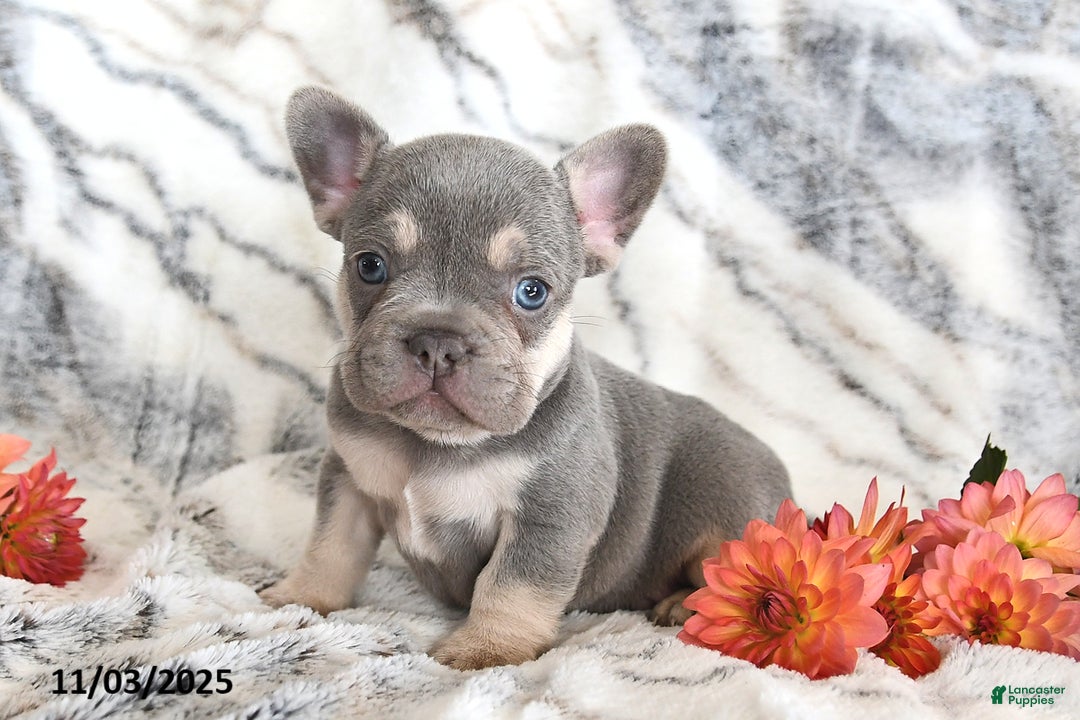 French Bulldog dogs for sale: Love Bug - Ad 7