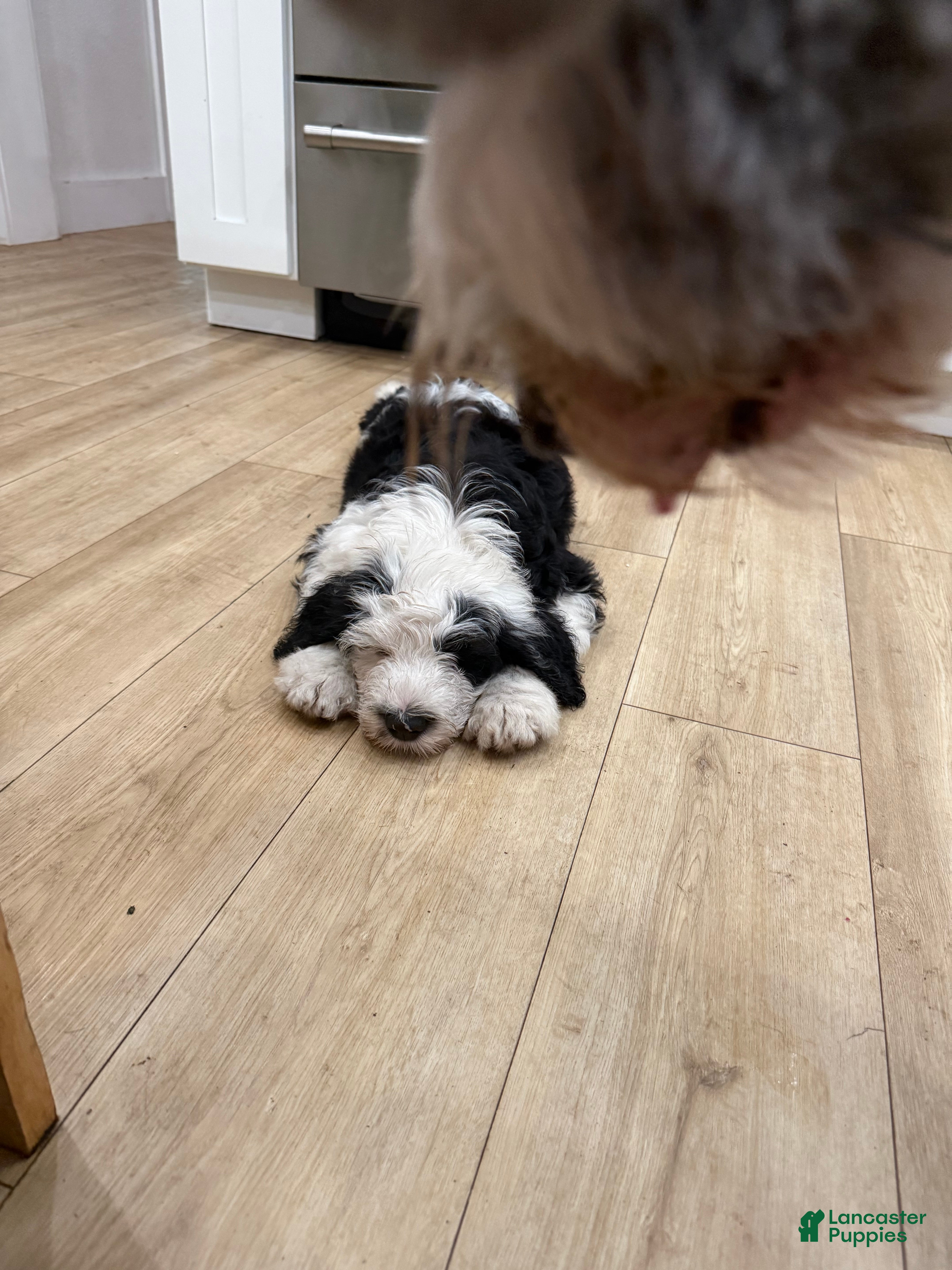 Sheepadoodle dogs Lucky  - Ad 2