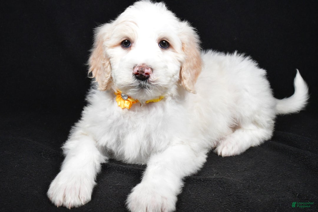 Sheepadoodle dogs for sale: Monica - Ad 2