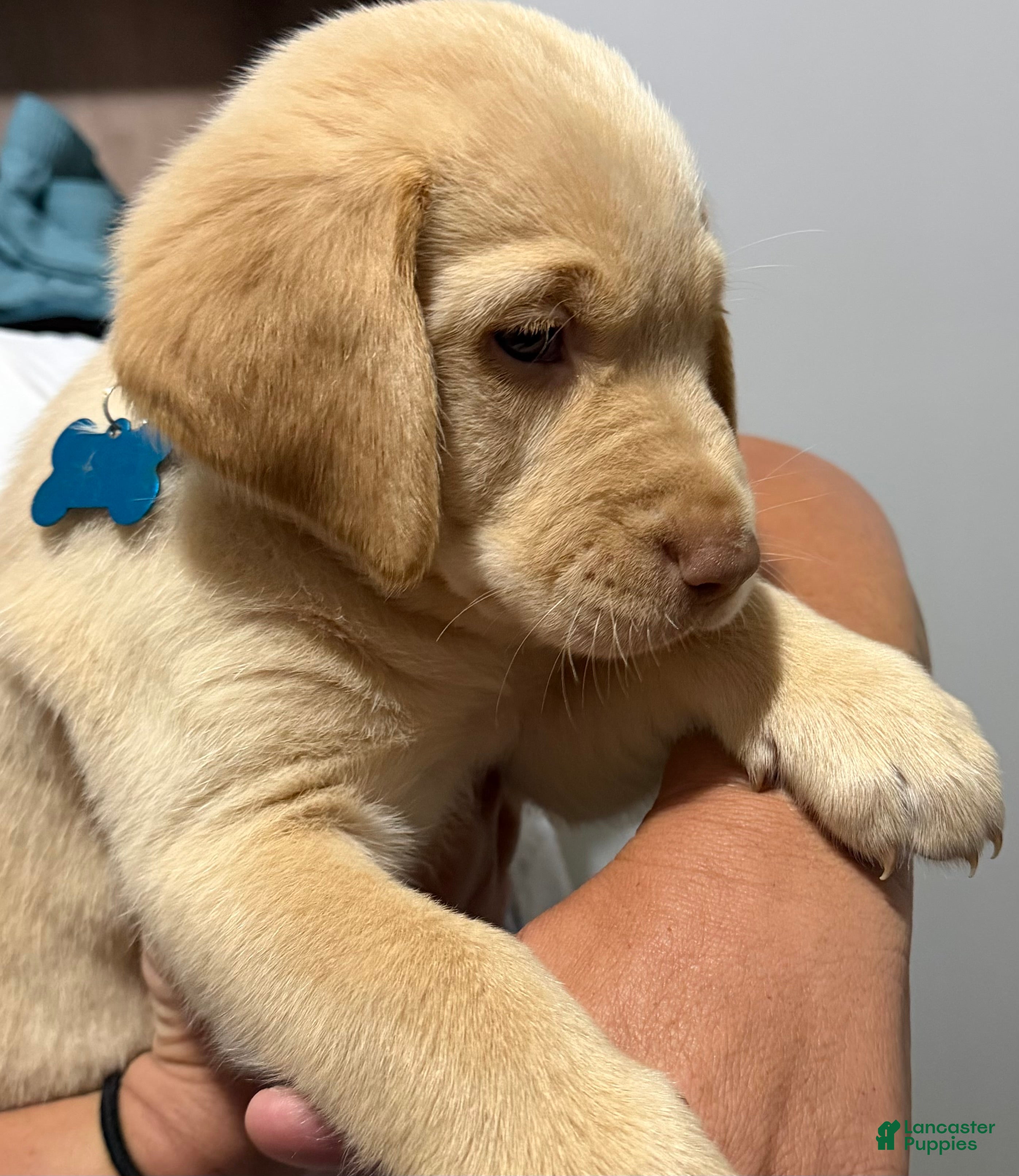 Labrador Retriever dogs Lab Puppy 1 - Light Blue Collar  - Ad 9