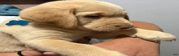 Labrador Retriever dogs for sale: Lab Puppy 1 - Light Blue Collar  - Ad 1