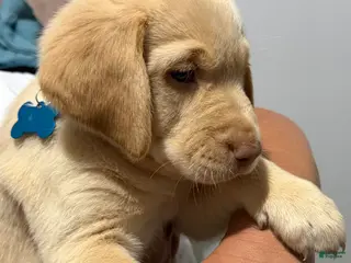 Labrador Retriever dogs Lab Puppy 1 - Light Blue Collar - Ad 9