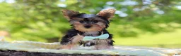 Yorkshire Terrier dogs for sale: Ollie - Ad 5