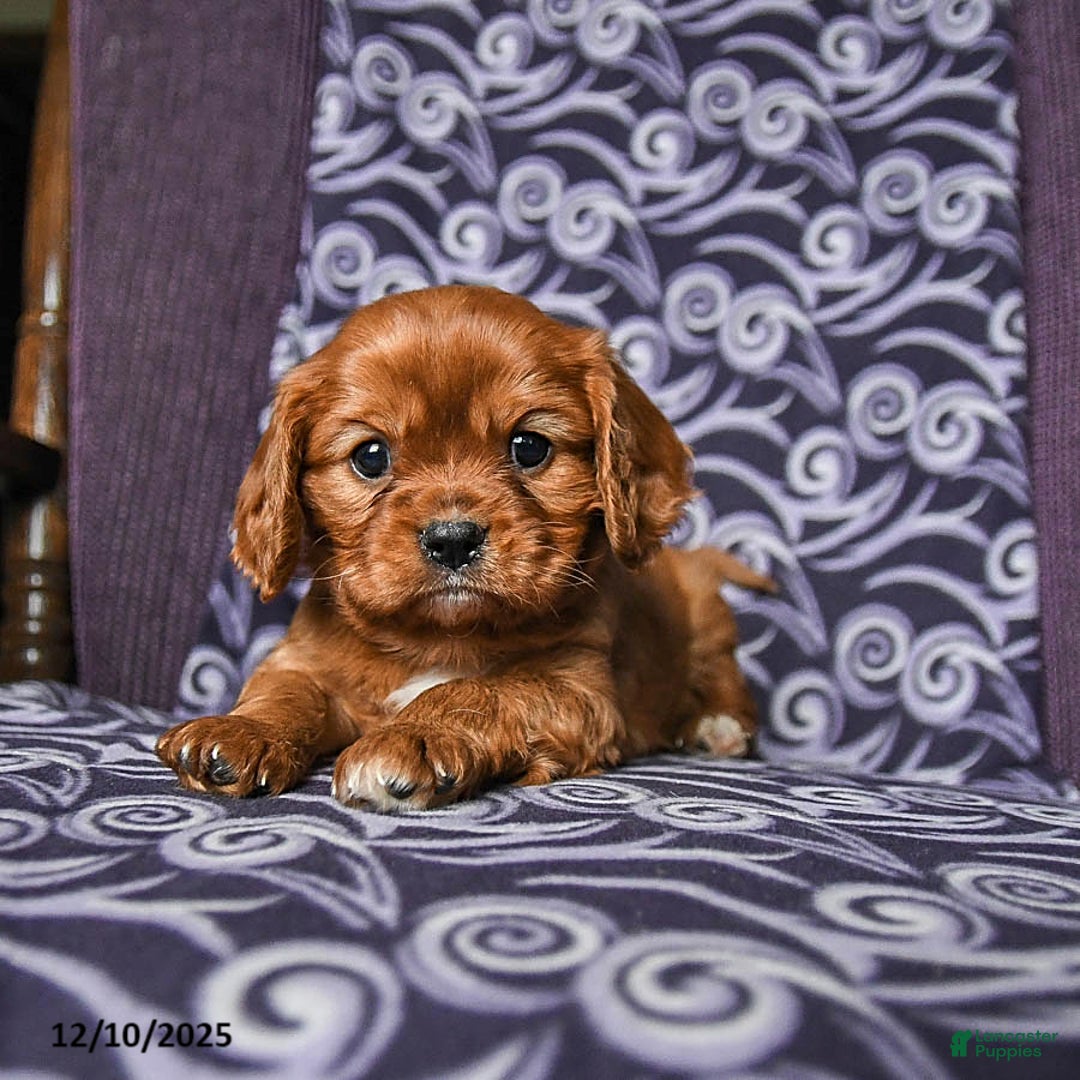 Cavalier King Charles Spaniel dogs for sale: Buddy - Ad 3