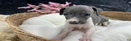 Italian Greyhound dogs for sale: Italian Greyhound 4 - Ad 3