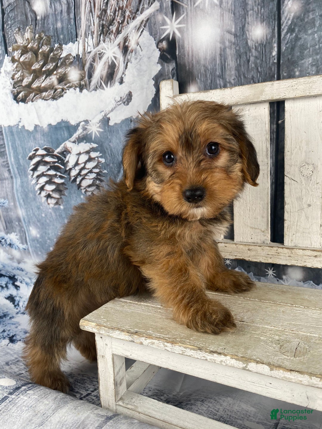 Yorkiepoo dogs for sale: Maddie - Ad 6